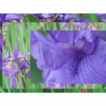 #11 Iris Abstract-denoise